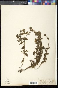 Image of Nepeta elliptica