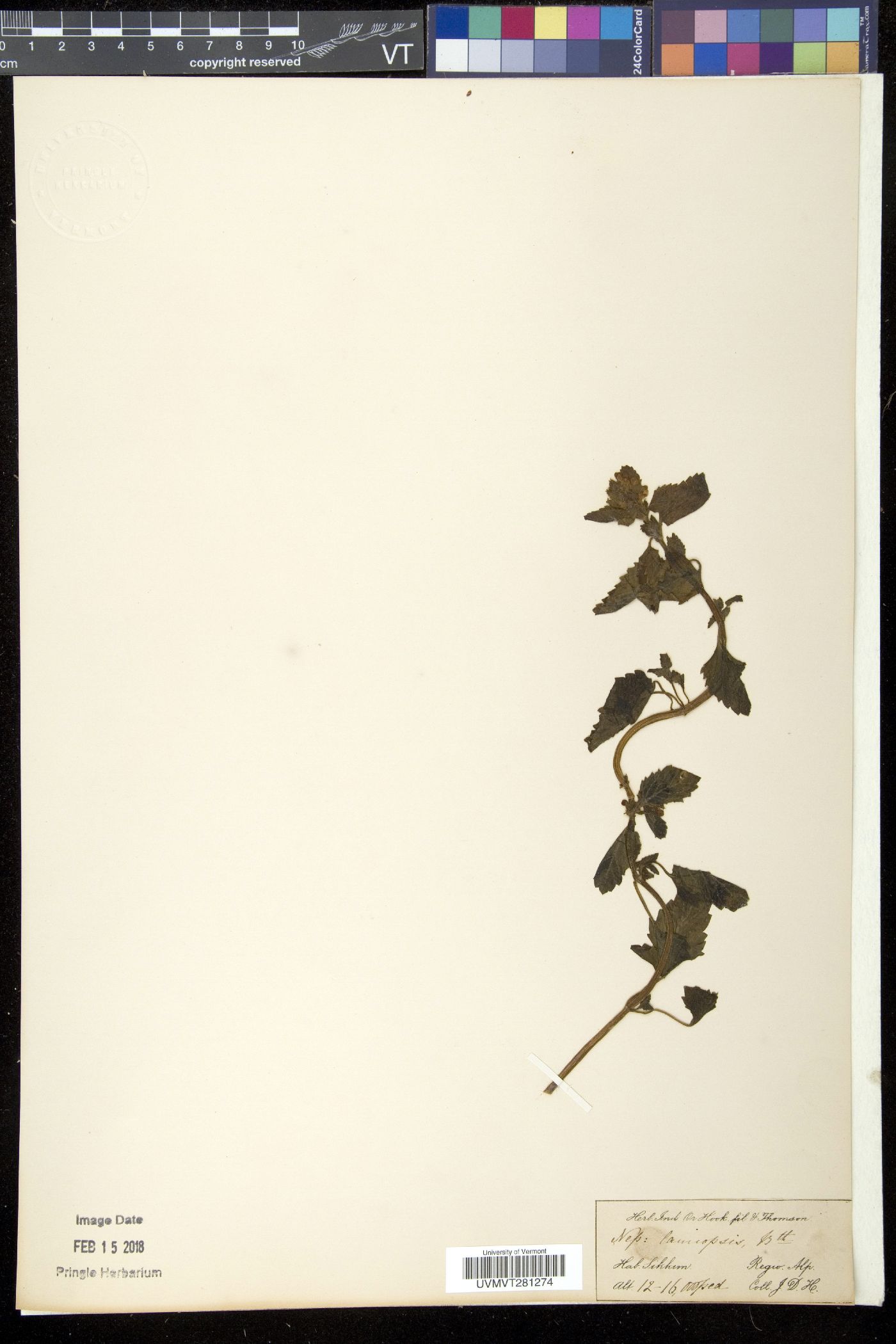 Nepeta lamiopsis image