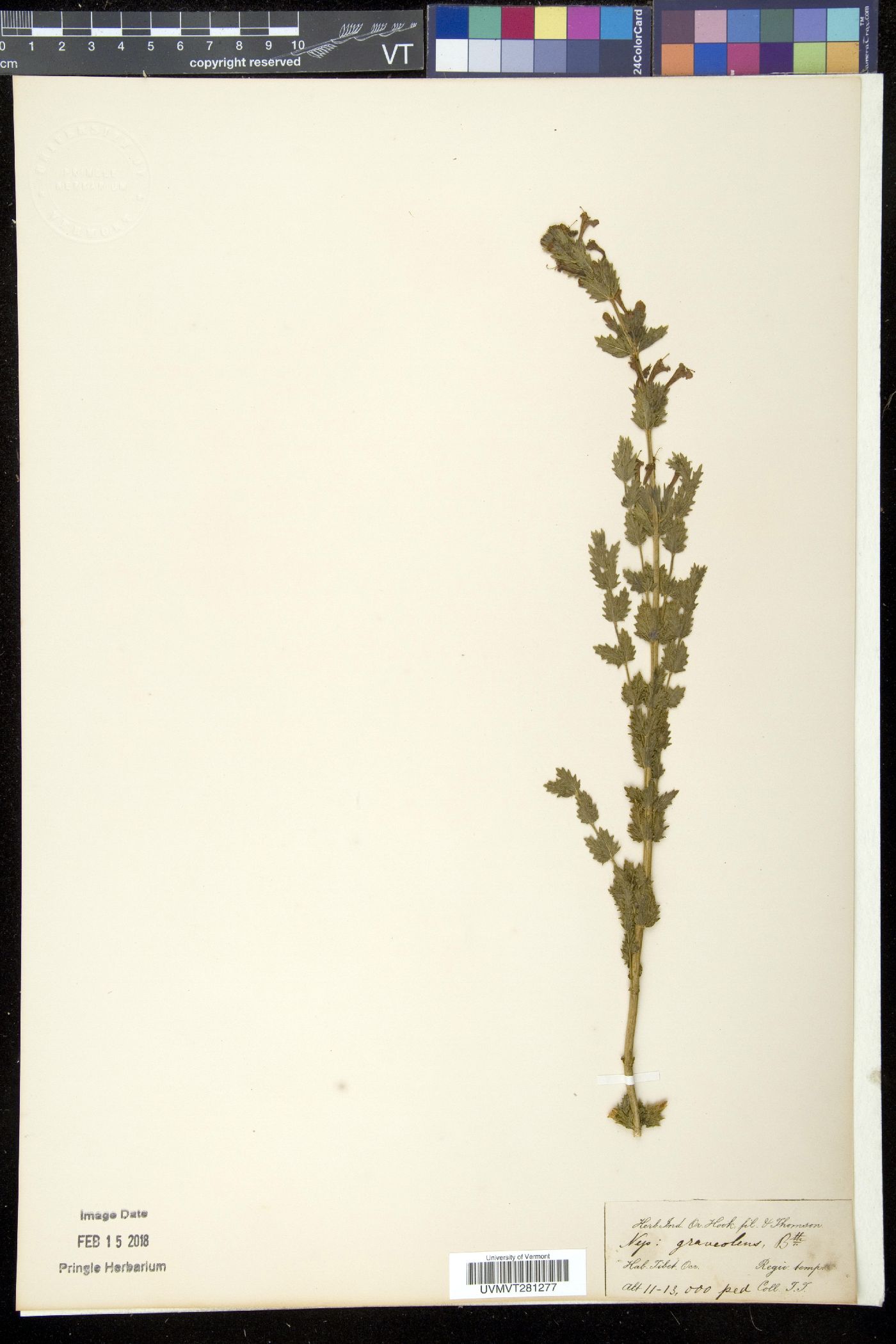 Nepeta nepetella subsp. nepetella image