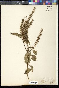 Ocimum gratissimum image