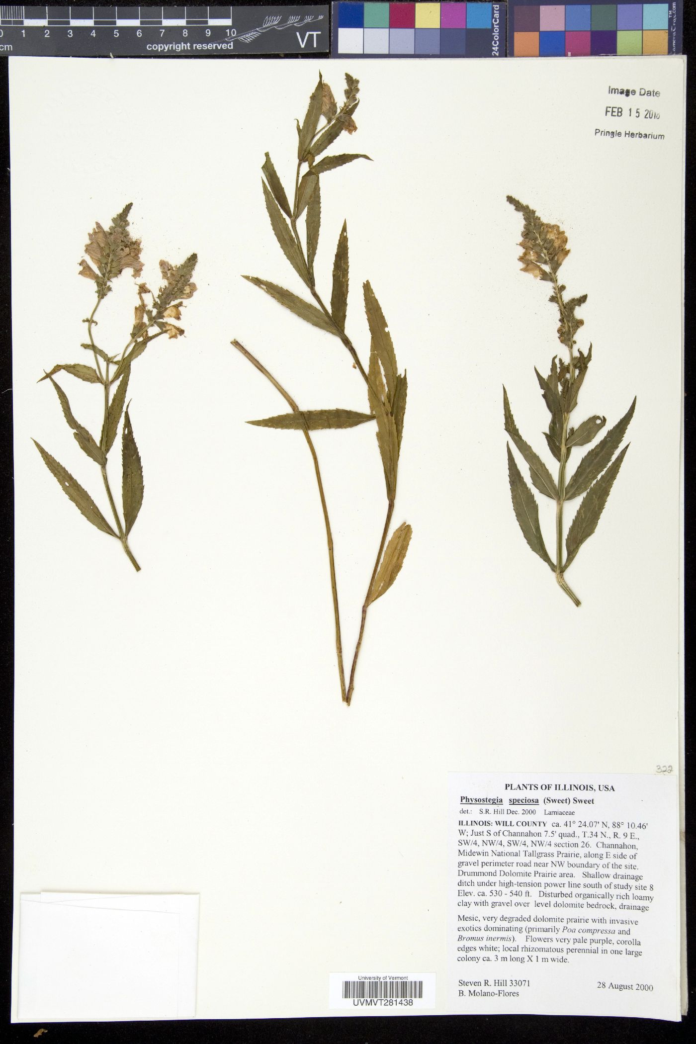 Physostegia speciosa image