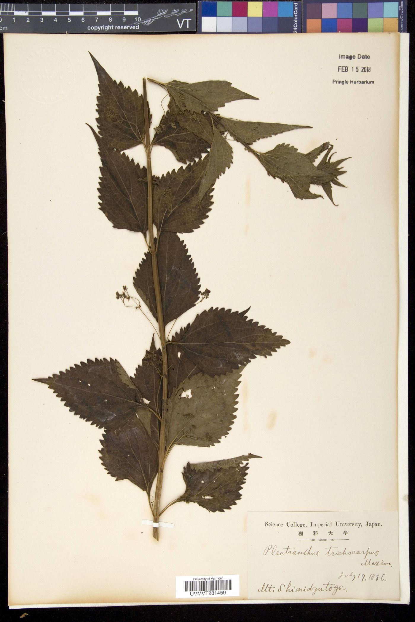 Isodon trichocarpus image