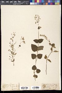 Image of Plectranthus striatus