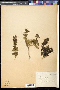 Image Associated With the Occurence