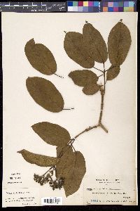 Premna trichostoma image
