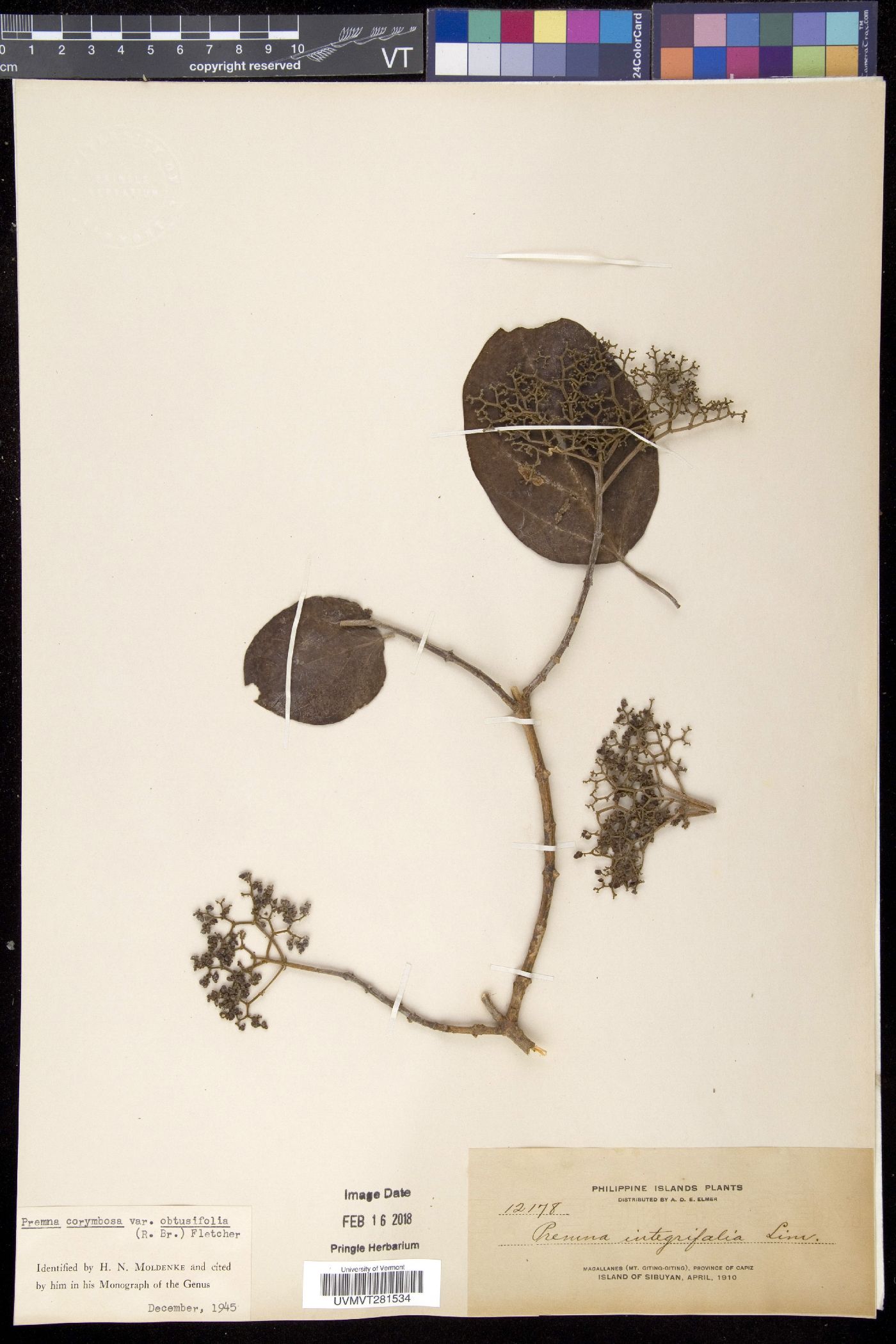 Premna serratifolia image