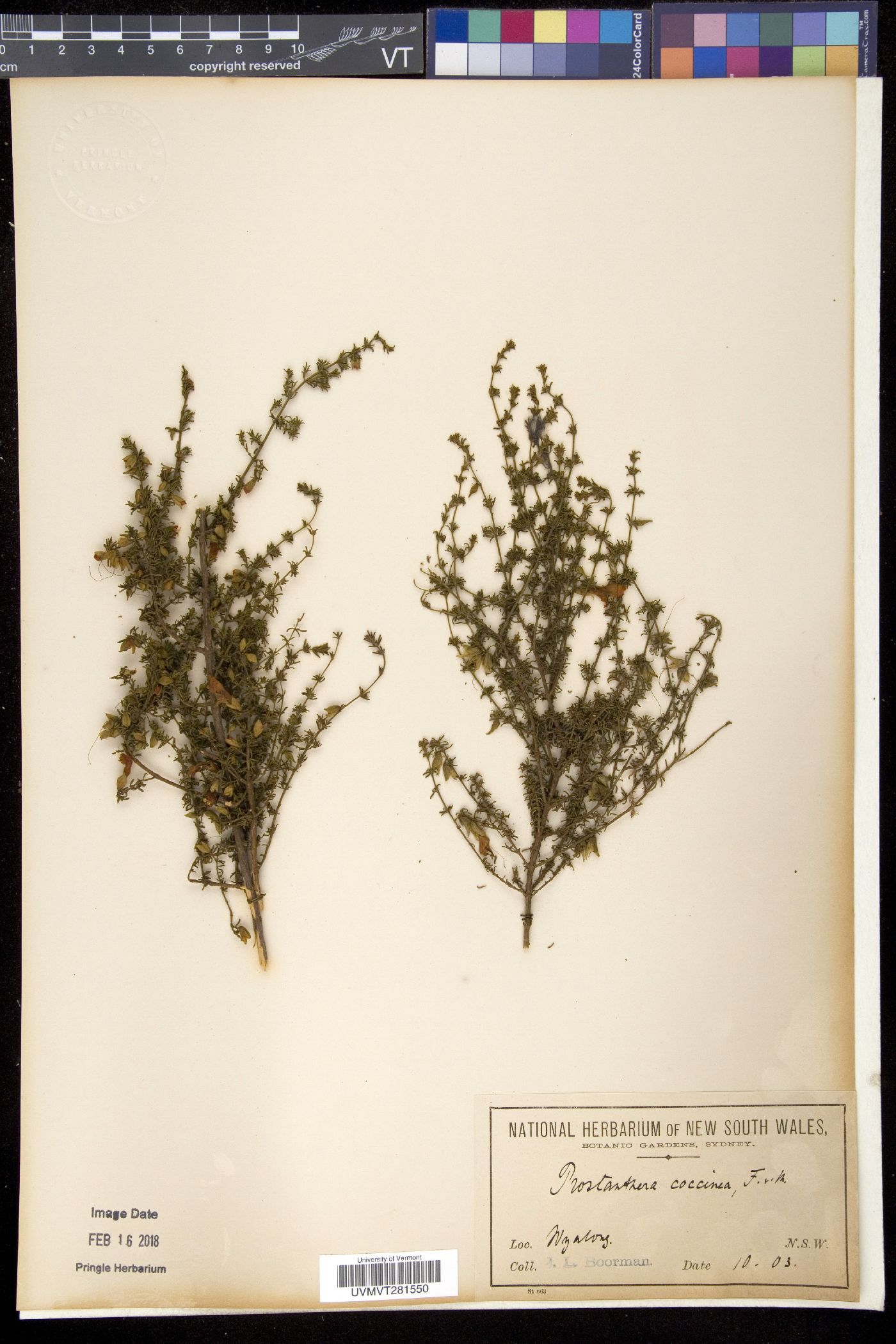 Prostanthera image