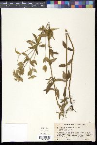 Image of Pycnanthemum flexuosum