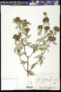 Pycnanthemum incanum image