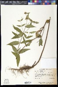 Pycnanthemum montanum image