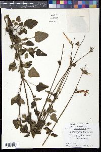 Salvia stolonifera image