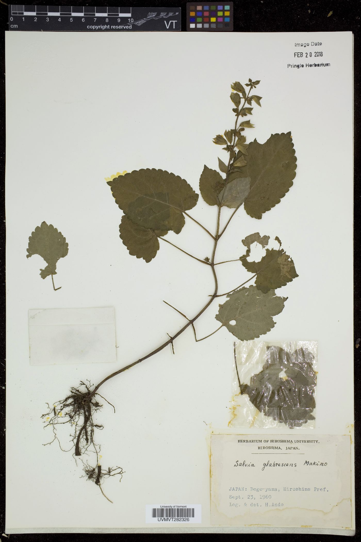 Salvia glabrescens image