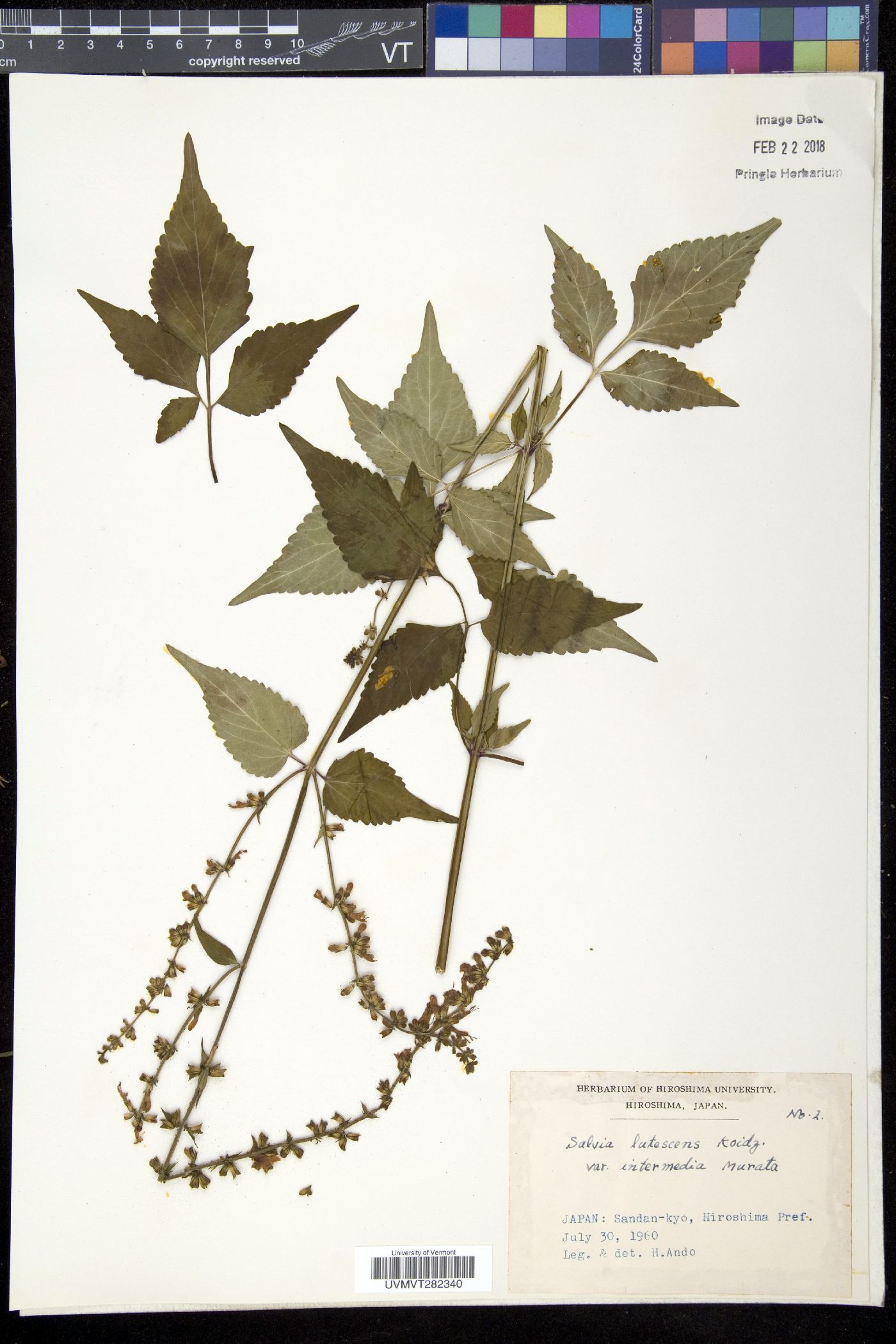Salvia lutescens image