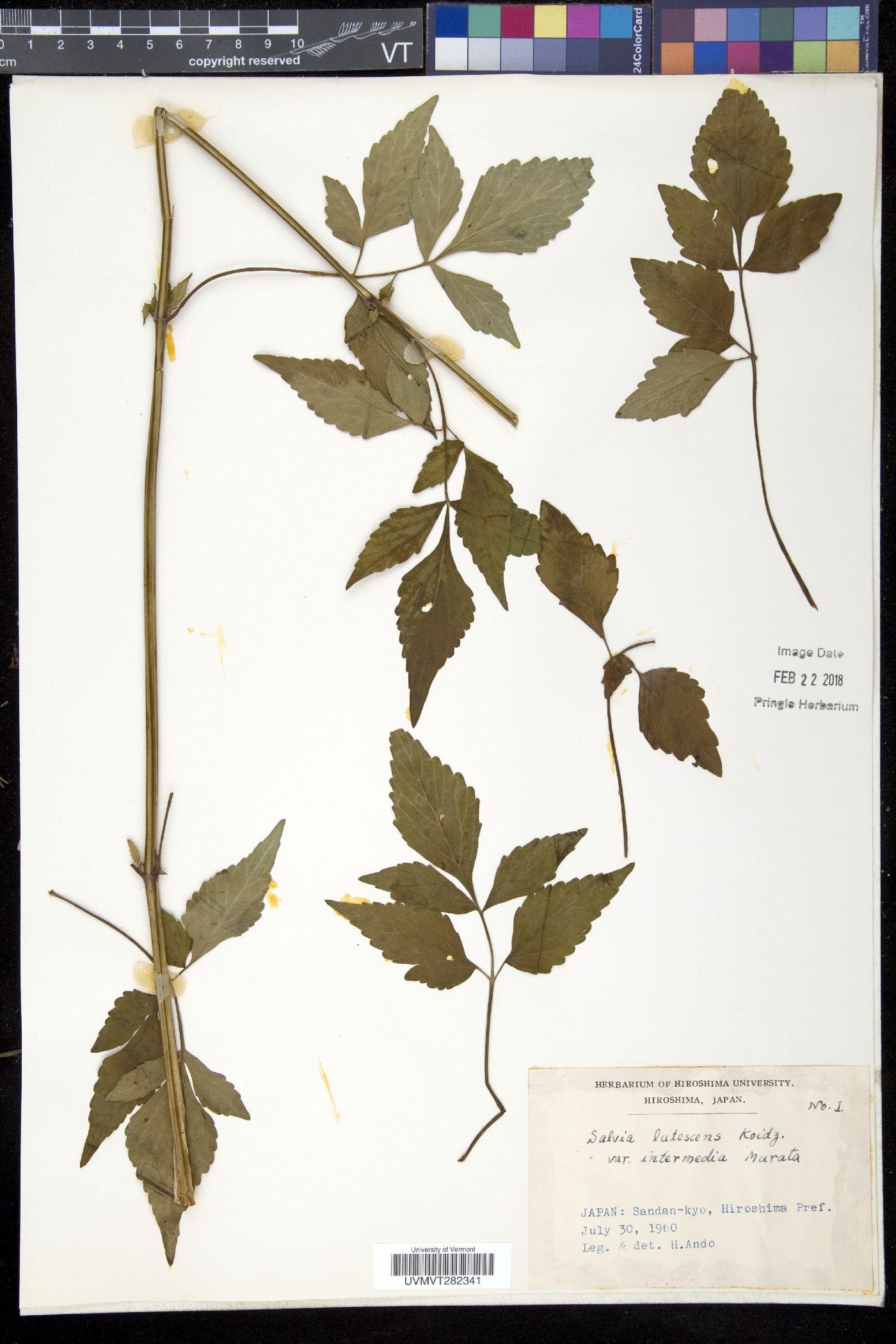 Salvia lutescens image