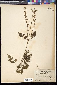 Salvia japonica image