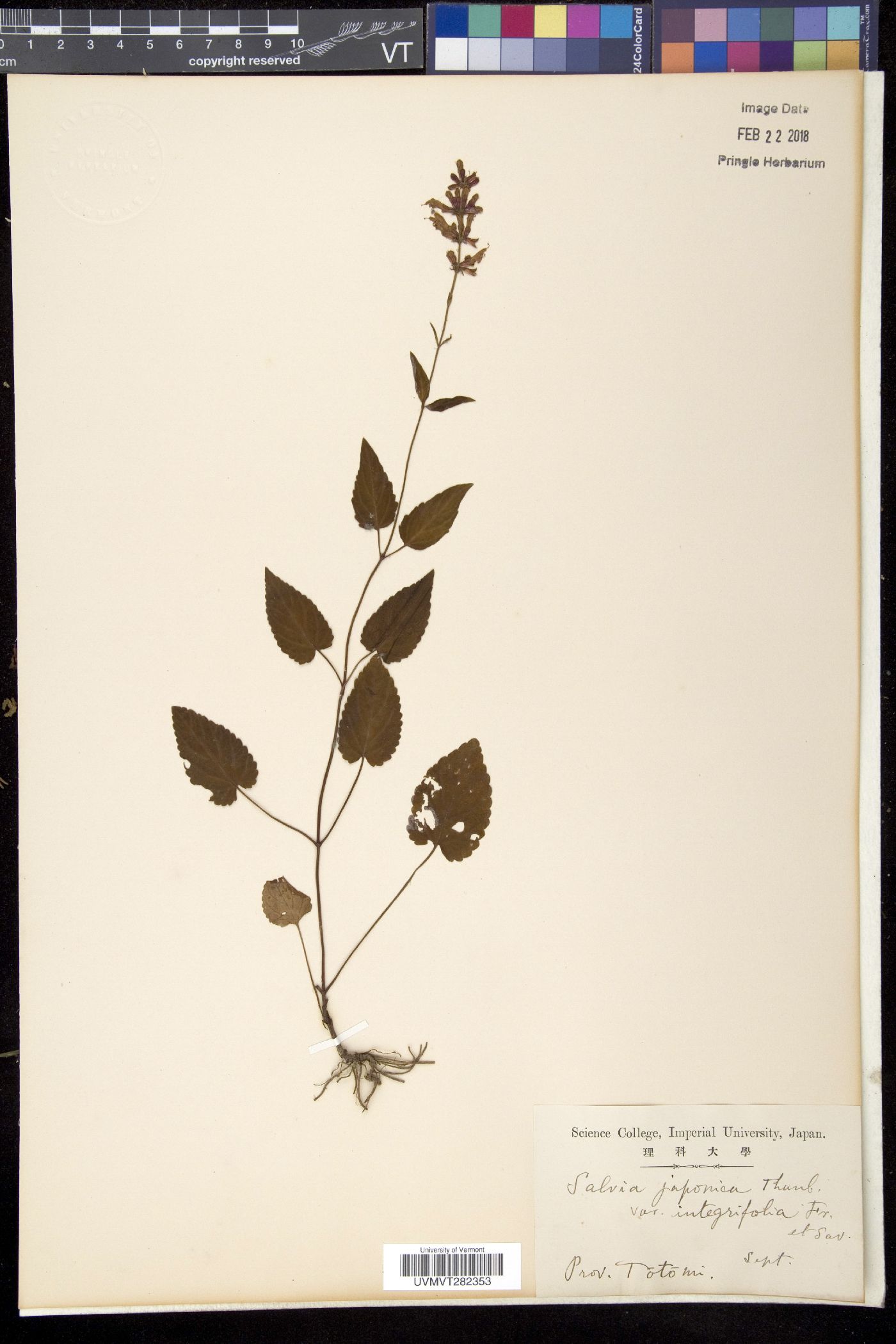 Salvia chinensis image