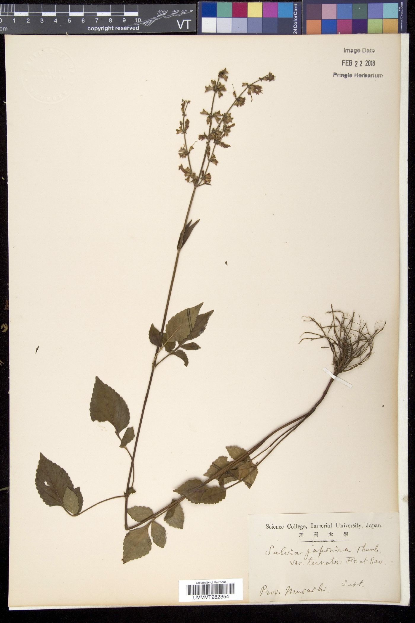 Salvia japonica var. japonica image