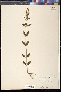 Salvia plebeia image