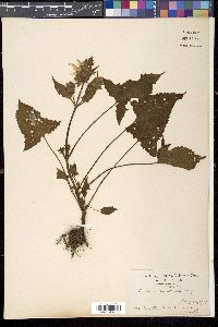 Salvia nipponica image
