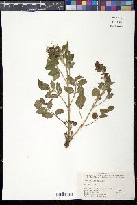 Salvia miltiorrhiza image