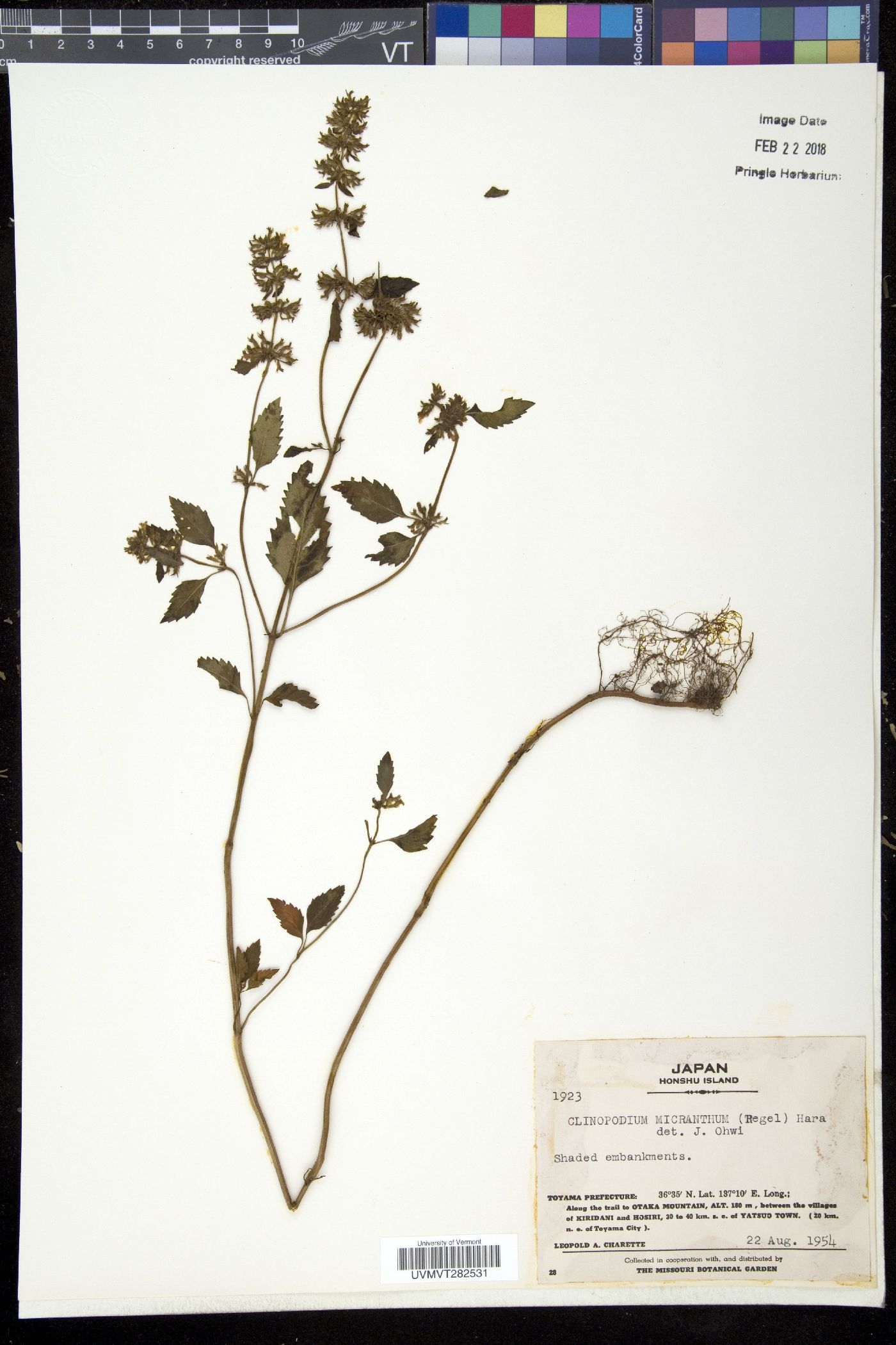 Clinopodium micranthum image