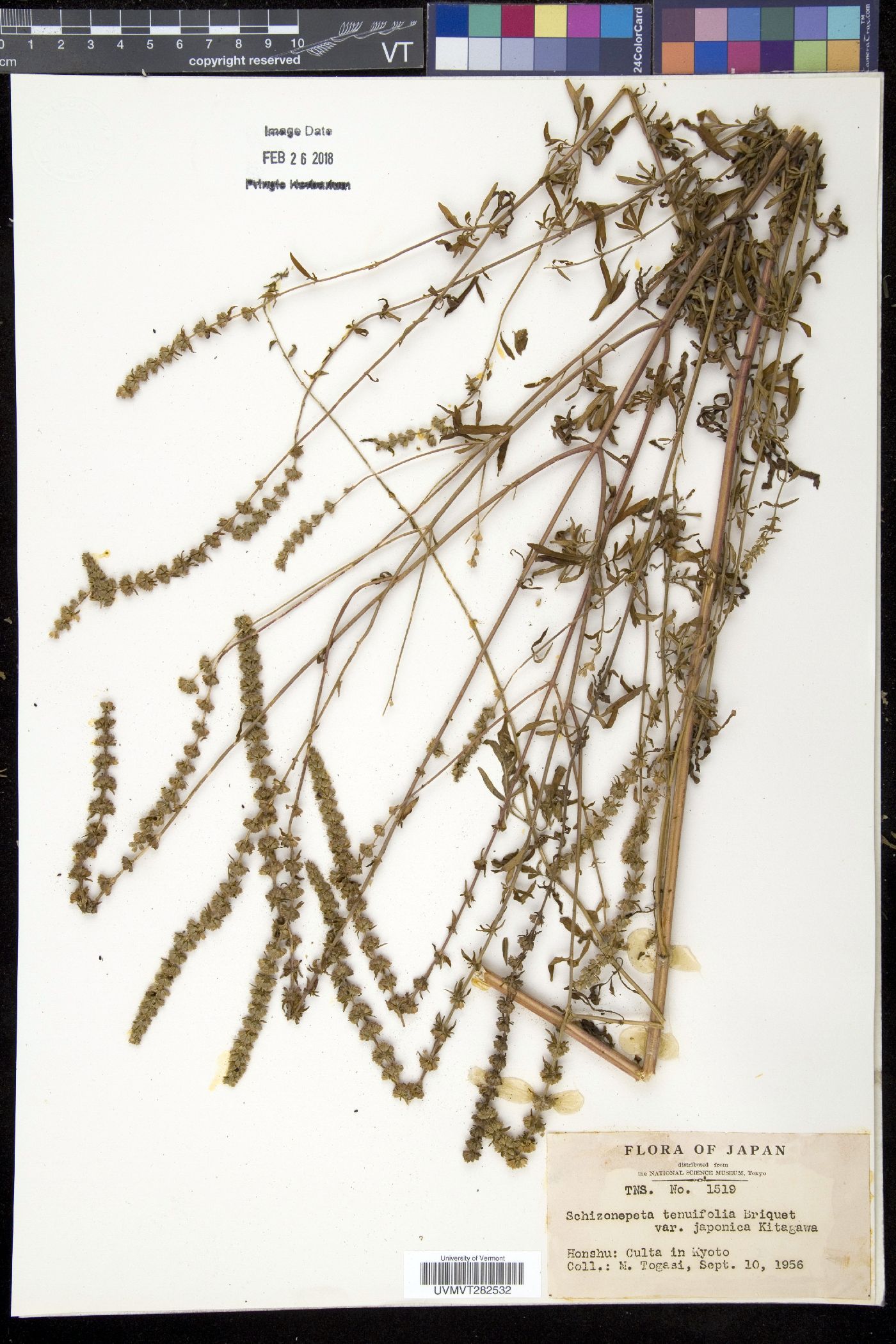 Nepeta tenuifolia image