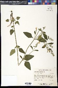 Scutellaria elliptica image