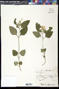 Scutellaria elliptica image