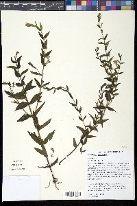 Scutellaria galericulata image