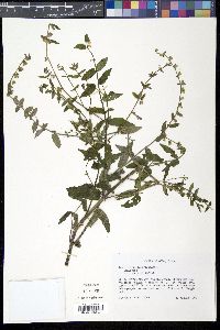 Scutellaria galericulata image