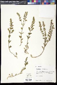 Scutellaria muriculata image