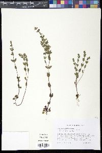 Scutellaria parvula image