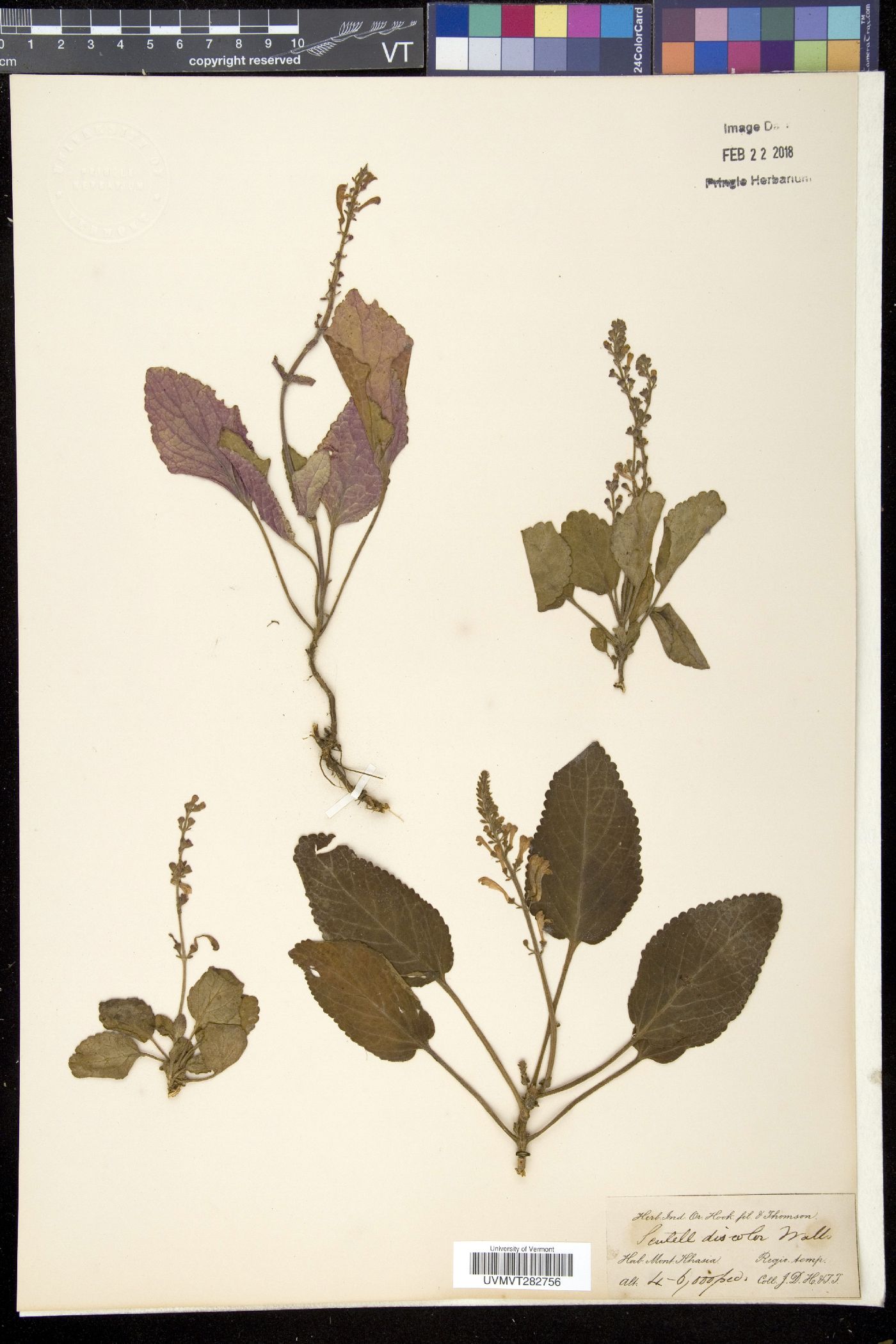 Scutellaria discolor image