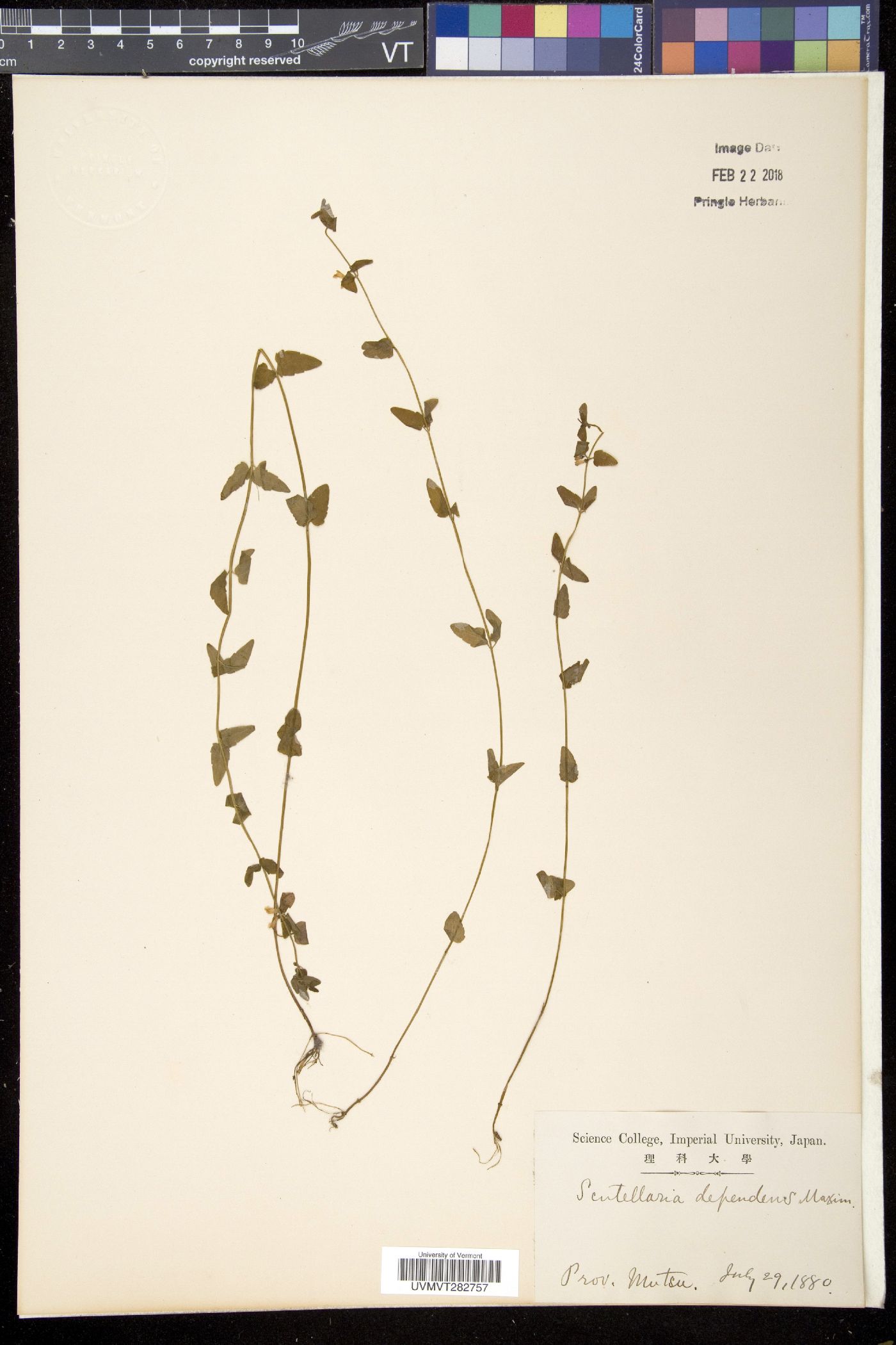 Scutellaria dependens image