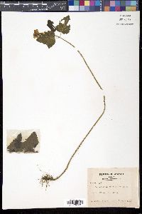 Scutellaria brachyspica image