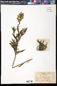 Scutellaria baicalensis image