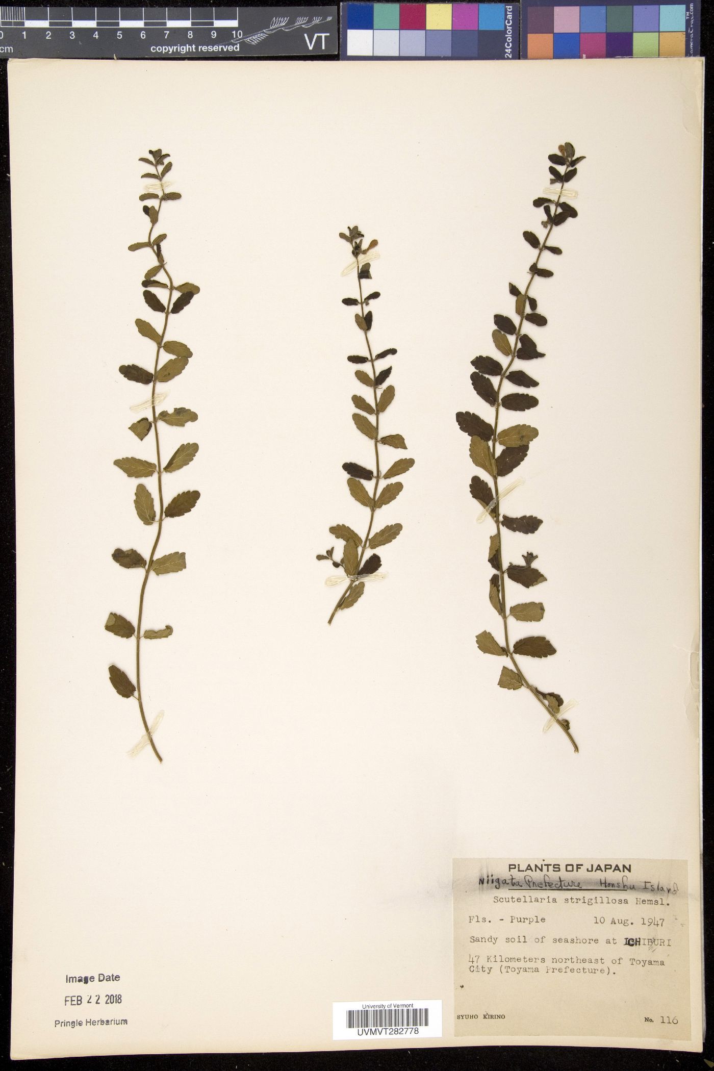 Scutellaria strigillosa image