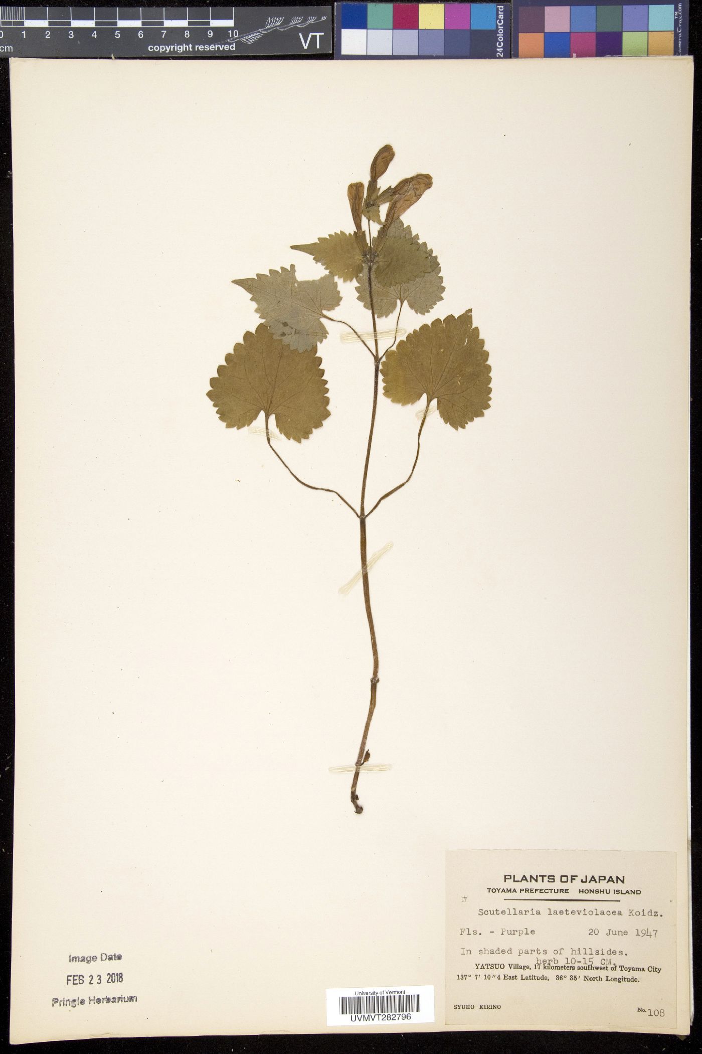 Scutellaria laeteviolacea image