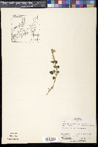 Scutellaria indica f. parvifolia image