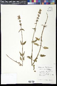 Stachys floridana image