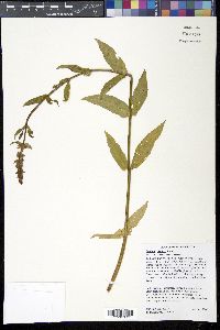 Stachys hispida image