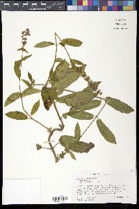 Stachys hispida image