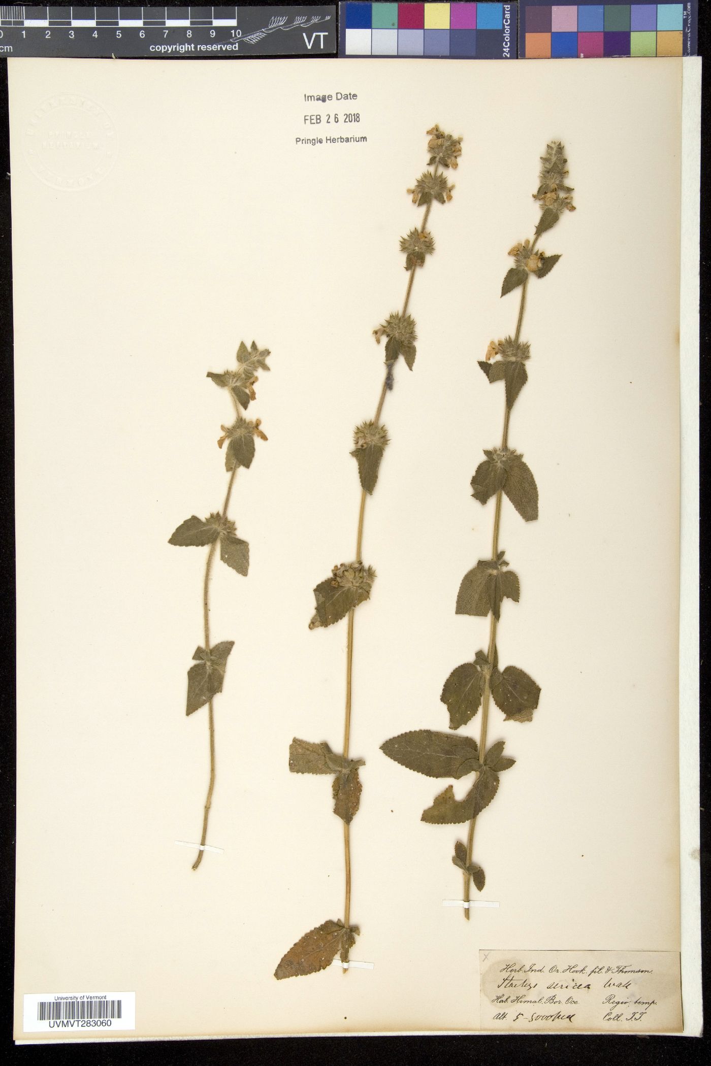 Stachys sericea image