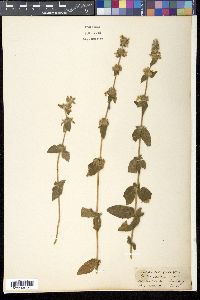 Stachys sericea image