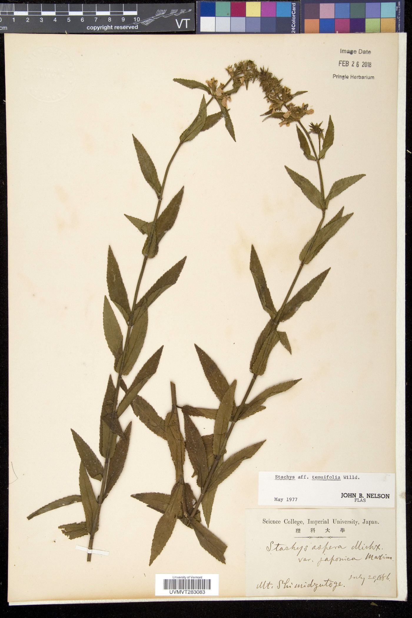 Stachys aff. tenuifolia image