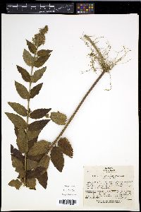 Image of Teucrium japonicum