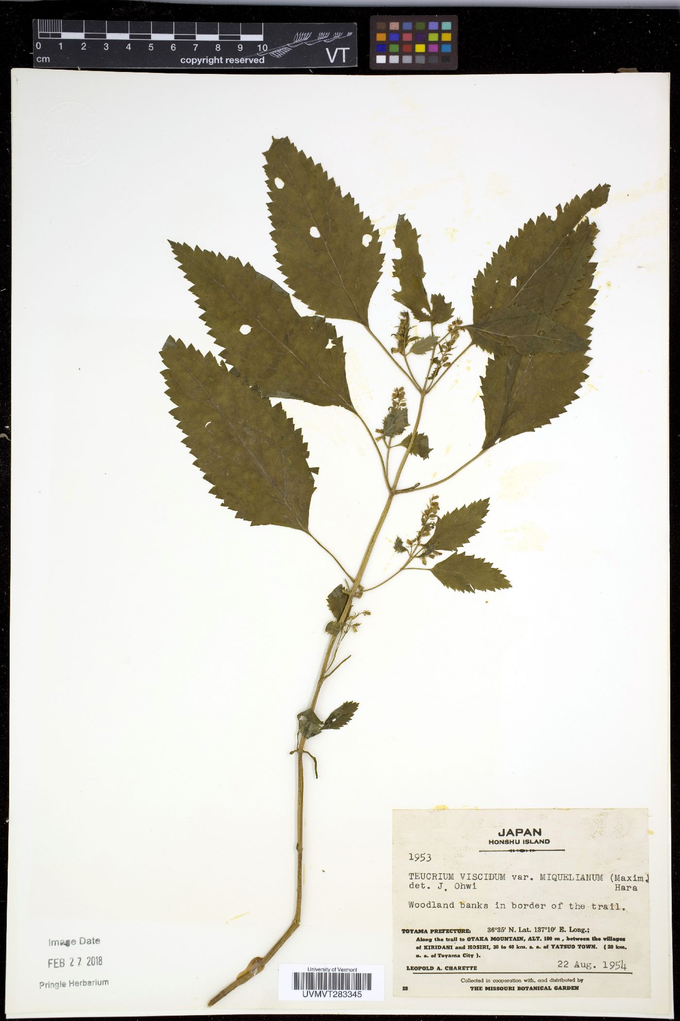 Teucrium viscidum var. miquelianum image