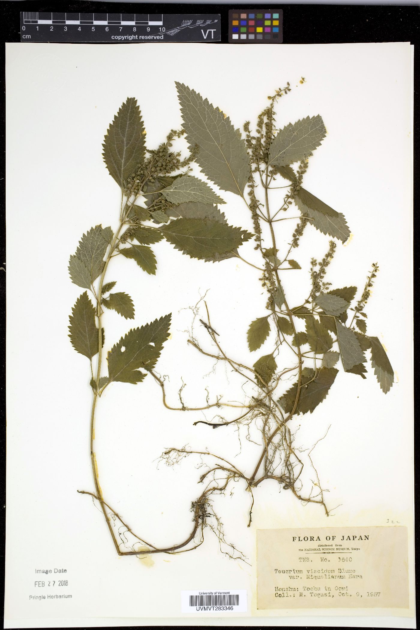 Teucrium viscidum var. miquelianum image