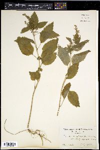 Teucrium viscidum var. miquelianum image