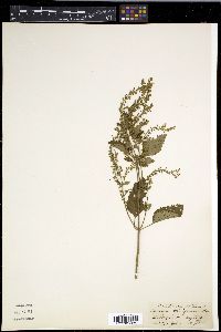 Teucrium viscidum image